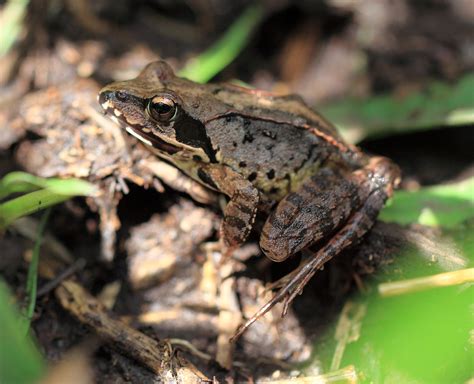 Fotos gratis : fauna silvestre, alto, rana, sapo, anfibio, vertebrado ...