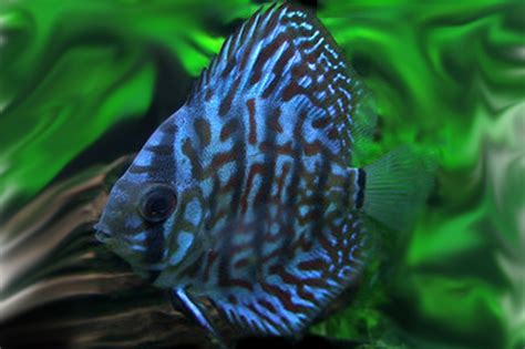 Image result for Blue Discus Fish