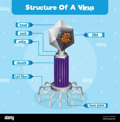 Basic Virus Structure 的图像结果