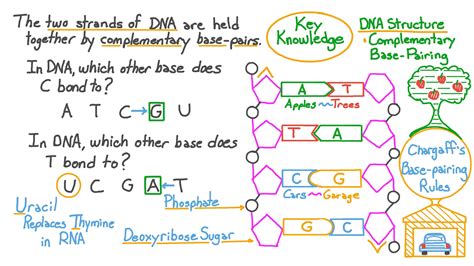 Dna Base Pairing Worksheet - Proworksheet