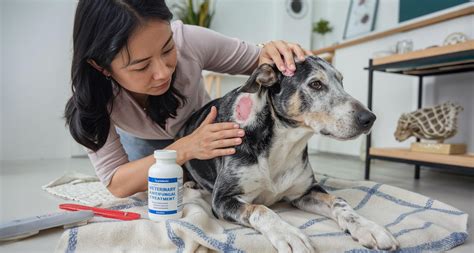 Ringworm in Dogs: What Every Pet Owner Should Know