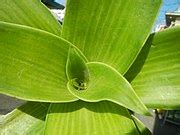 Image result for Alien 2 Tank