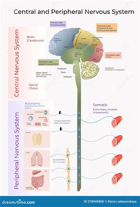 Image result for Peripheral Nervous System