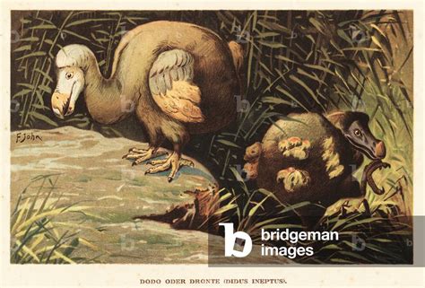 Extinct Flightless Bird Crossword - prntbl.concejomunicipaldechinu.gov.co