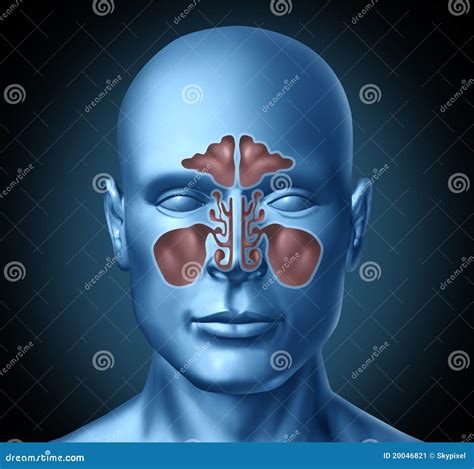Sinus Cartoons, Illustrations & Vector Stock Images - 6966 Pictures to download from ... - illustration of sinuses