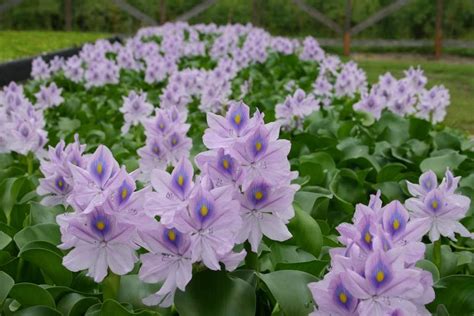 Creative Farmer Water Hyacinth Kulavazha Eichhornia Crassipes For ...