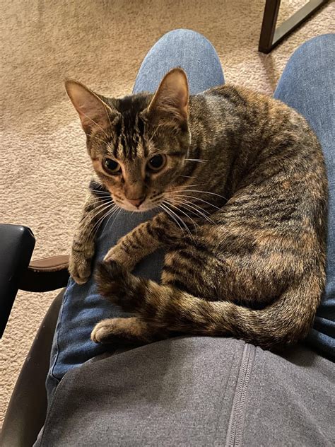 seven and a half pounds! all trouble : r/catpics