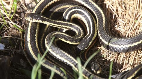 How To Feed A Garden Snake - Garter Snakes: The Gardener's Friend | The ...