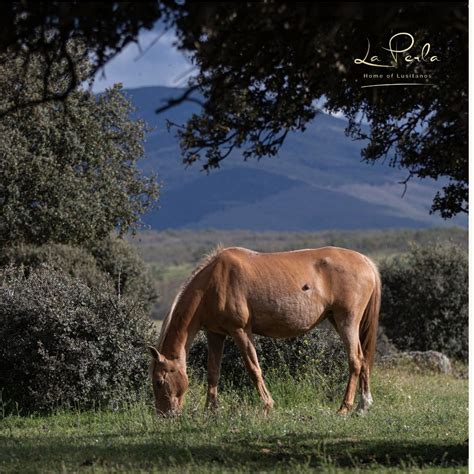 Patenschaft premium - Yeguada La Perla