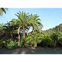 10 Canary Island Date Palm Seeds | Phoenix | Ubuy India