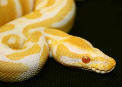 Image result for Albino Snake Ball Python