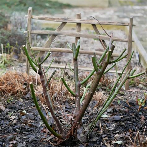 A Modern Romantic Rose Garden – Herbidacious