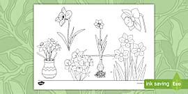 Daffodil Colouring Pages for Classroom or Home Use