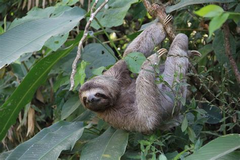 Image result for 3 Toed Sloth