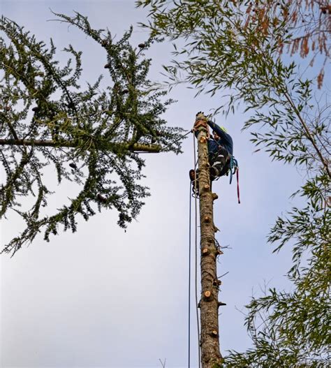 Image result for Monster Tree Pruning