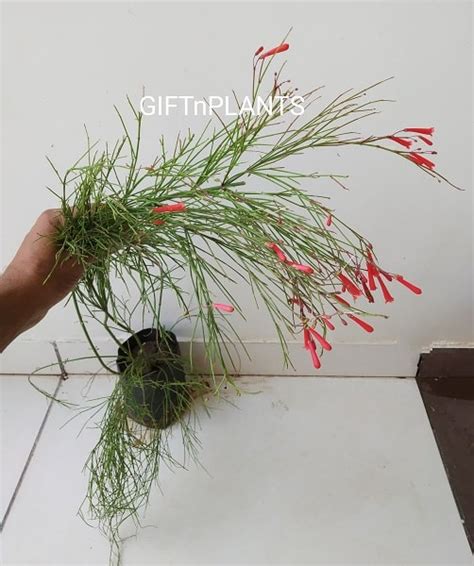Russelia Plant, Red Flowers (in polybag) — GIFTnPLANTS