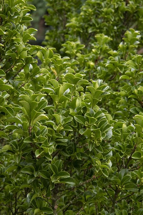 Green Spire Euonymus, Euonymus japonicus 'Green Spire', Monrovia Plant