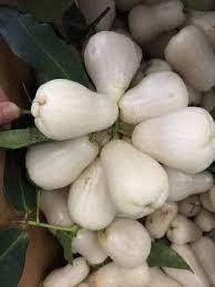 the green dotcom Wood Apple Plant Price in India - Buy the green dotcom ...