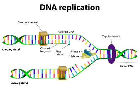 Image result for DNA Replication Class 12