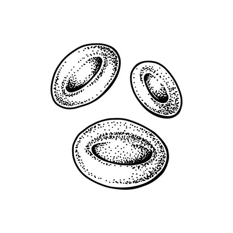 Red Blood Cell Drawing