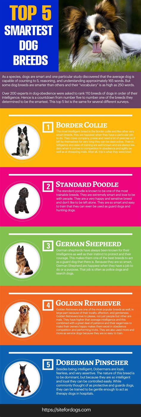 Top 5 Smartest Dog Breeds