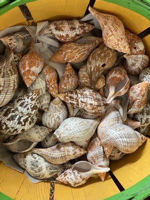 Image result for Shell World