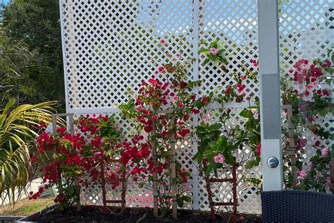 THE 10 BEST Restaurants in Longboat Key (Updated March 2025)