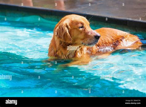 Image result for Dogs Swim Compilation
