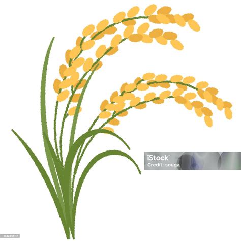 Genus Of Rice