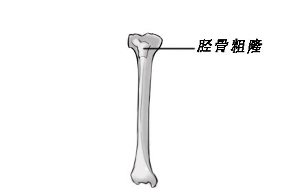 胫骨粗隆 的图像结果