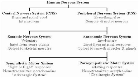 Image result for Nervous System Classification