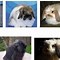 Image result for Black and White Fluffy Holland Lop Bunnies