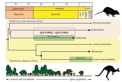 Image result for Kangaroo Evolution Tree