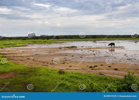 Nationalpark Yala, Sri Lanka Stockbild - Bild von spiel, beweidung ...