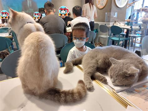 URBAN Cafe (旺角油麻地 Cat Cafe) | No.1 香港好去處指南 (試玩,攻略,優惠資訊平台) - school-god.com