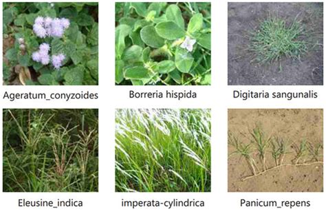 Glufosinate Ammonium 13.5% SL Herbicide - Weed Up SL | FarmMate.in