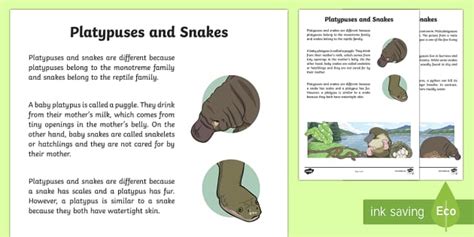 Platypuses and Snakes Information Report Writing Sample