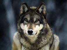Wolf Wallpaper by Wallpapers Wolf In Winter Wallpapers Wolf Wallpaper