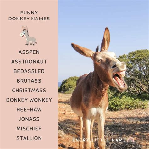 170+ Best Donkey Names (Cute, Funny, and Creative) - Every Little Name