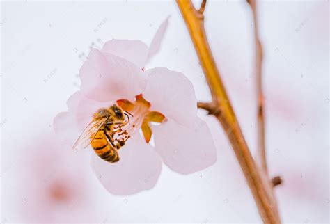 春暖花开春天山桃花蜜蜂户外公园采蜜盛开摄影图配图高清摄影大图-千库网