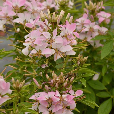 Cleome " Carolina " Exotic 30 Flower Seeds – M-Tech Gardens