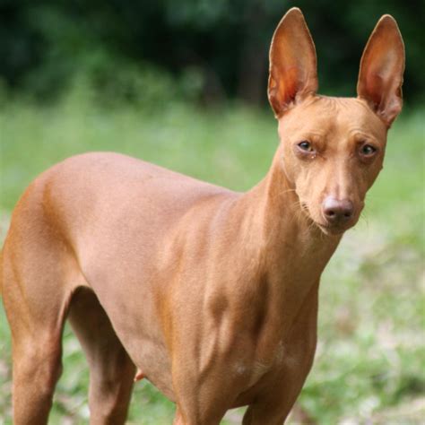 Cirneco dell’Etna Breed Guide - Learn about the Cirneco dell’Etna.