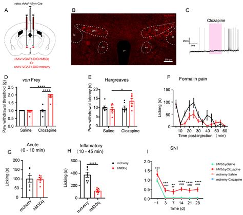 Projections from the Rostral Zona Incerta to the Thalamic ...