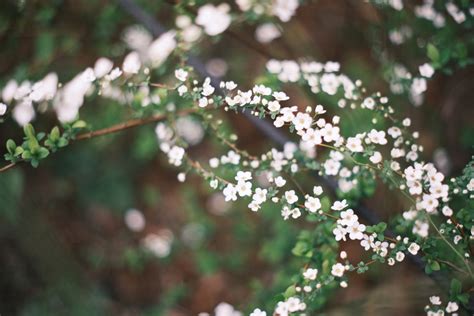 マニュアルフォーカス単焦点レンズの入門として最適｜銘匠光学 TTArtisan 35mm f/1.4 C | ShaSha