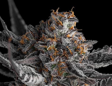 Weed Dispensary in Tacoma | Clear Choice Cannabis