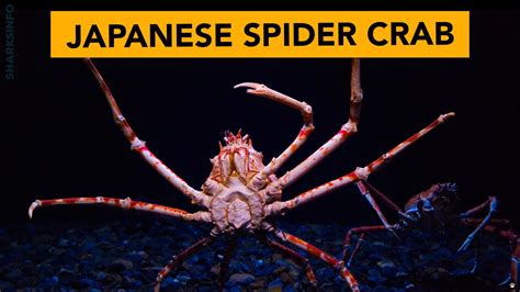 Japanese Spider crab – Facts, Diet, Habitat, Behavior, Lifespan & More – sharksinfo.com