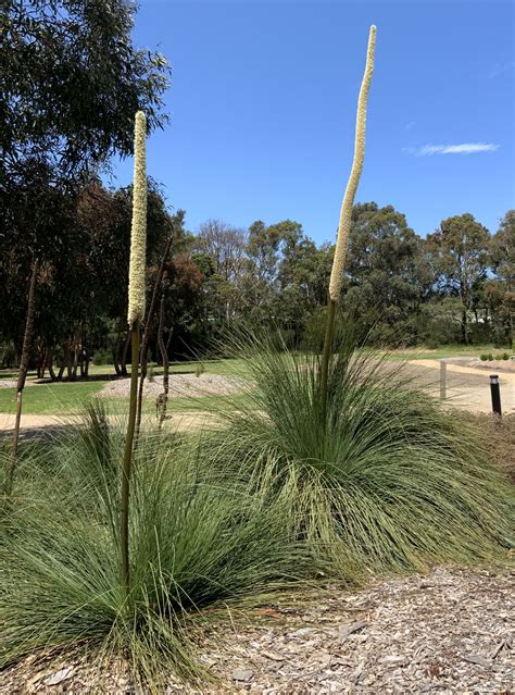 Grass Tree | Xanthorrhoea australis - Native Plant Project