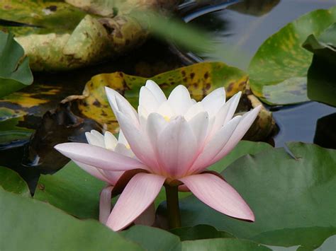 Image result for The Greedy Python Activity