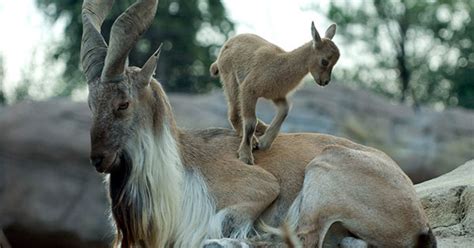 De Con Nhanh Tri 的图像结果