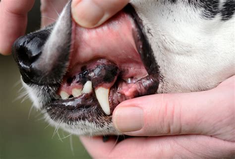 Dog Cut Gums On Bone at Oliver Silas blog